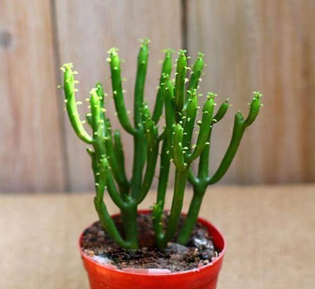 室外绿植有哪些品种_室外绿植图片大全欣赏_室外绿植