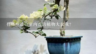 冬养绿植适合家天里的客厅吗_冬天适合养什么绿植在屋内_冬天家里适合养什么绿植