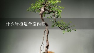 冬养绿植适合家天里的客厅吗_冬天家里适合养什么绿植_冬天适合养什么绿植在屋内