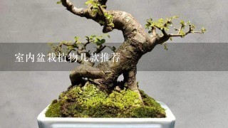 冬天家里适合养什么绿植_冬养绿植适合家天里的客厅吗_冬天适合养什么绿植在屋内