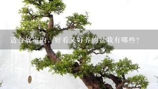 冬天家里适合养什么绿植_冬养绿植适合家天里的客厅吗_冬天适合养什么绿植在屋内