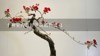 冬天家里适合养什么绿植_冬天适合养什么绿植在屋内_冬养绿植适合家天里的客厅吗