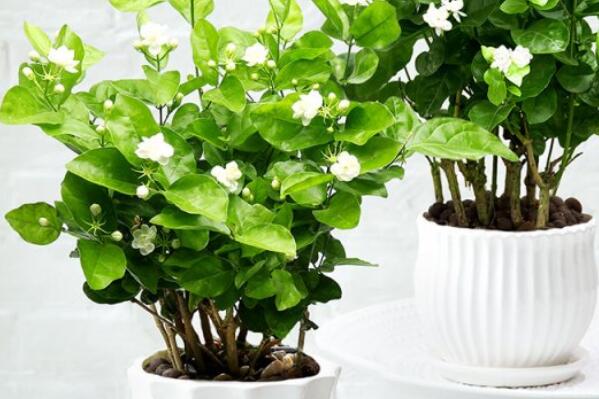 养绿植养的好有什么寓意_最好养活的绿植_绿植好养