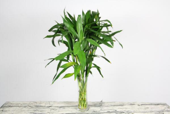 绿植好养_最好养活的绿植_养绿植养的好有什么寓意