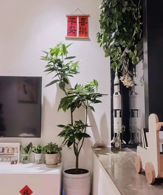 室内养绿植的好处_好处室内养绿植的句子_室内养绿植有什么好处