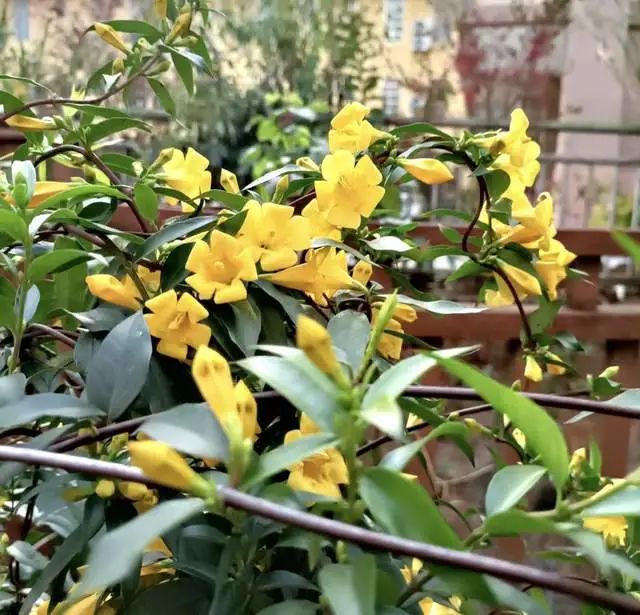 室内养绿植的好处_室内养绿植有什么好处_好处室内养绿植的句子