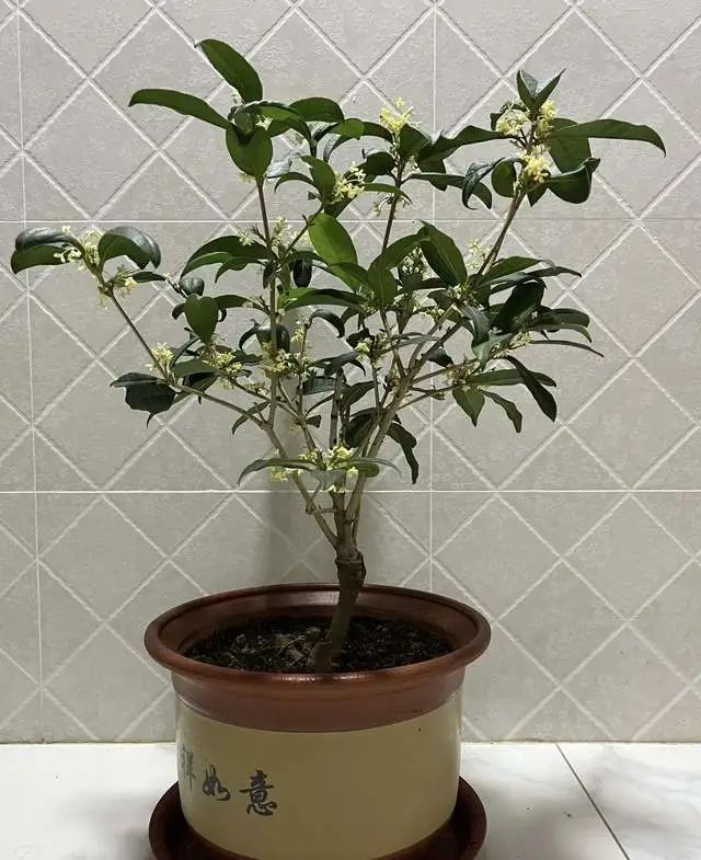 室内养绿植的好处_室内养绿植有什么好处_好处室内养绿植的句子
