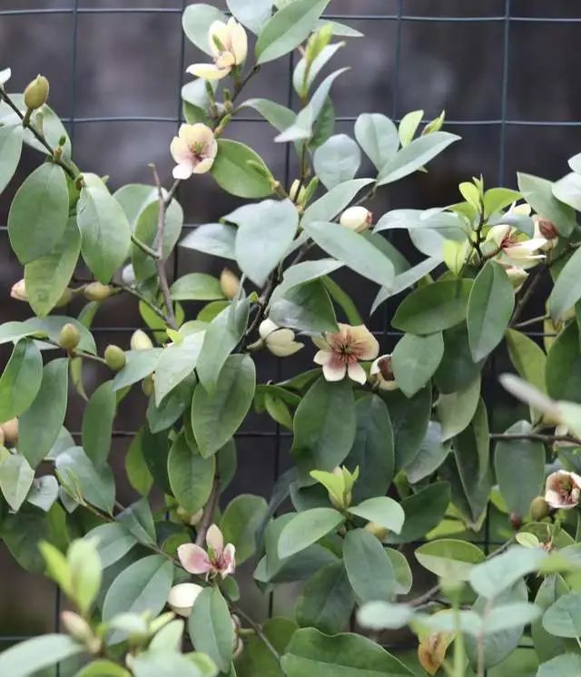 室内养绿植有什么好处_好处室内养绿植的句子_室内养绿植的好处