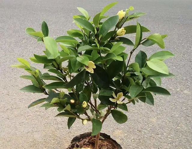 室内养绿植的好处_好处室内养绿植的句子_室内养绿植有什么好处
