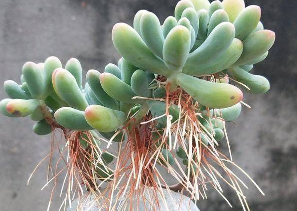 多肉植物长“胡须”了？注意这个“求救信号”，肉友们别忽视！