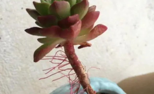 多肉花纹玉_玉多肉怎么养_多肉植物绯花玉