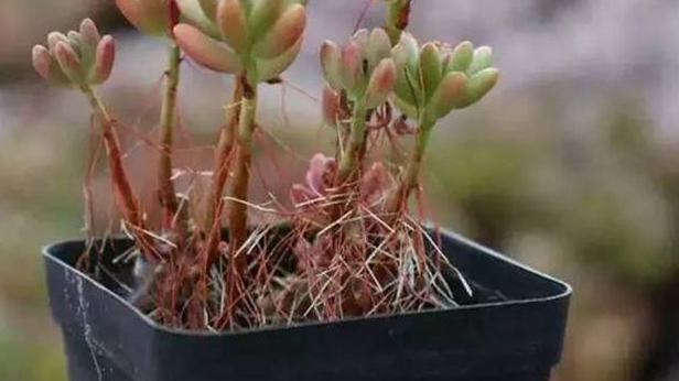 玉多肉怎么养_多肉植物绯花玉_多肉花纹玉