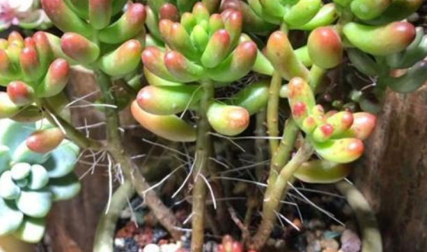 多肉植物绯花玉_玉多肉怎么养_多肉花纹玉