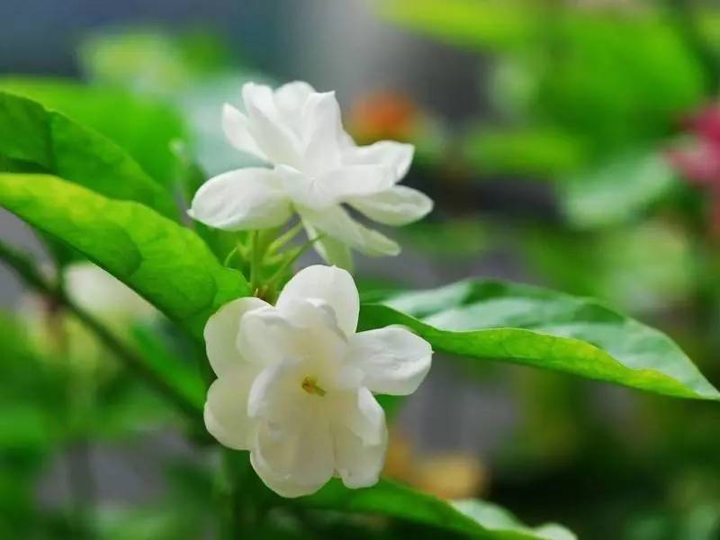 送母亲花束图片大全_送母亲花送什么_送母亲花送几朵合适