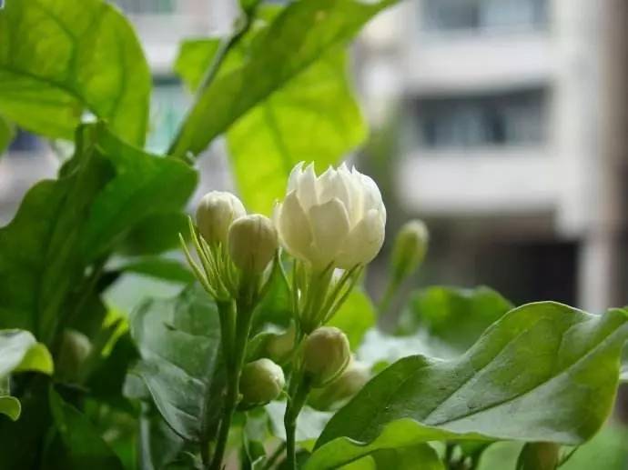 送母亲花送几朵合适_送母亲花送什么_送母亲花束图片大全