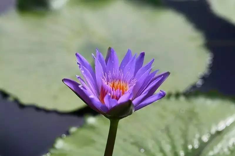 送母亲花束图片大全_送母亲花送几朵合适_送母亲花送什么