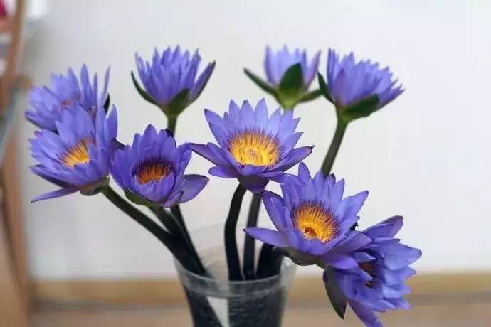 送母亲花送几朵合适_送母亲花送什么_送母亲花束图片大全