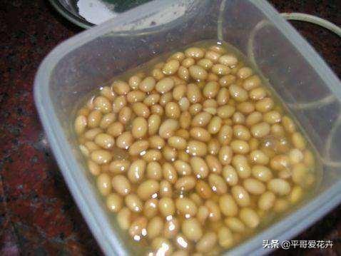 金枝玉叶水培好还是土培好_金枝玉叶花可以水培吗_水培金枝玉叶花怎么养才能养好