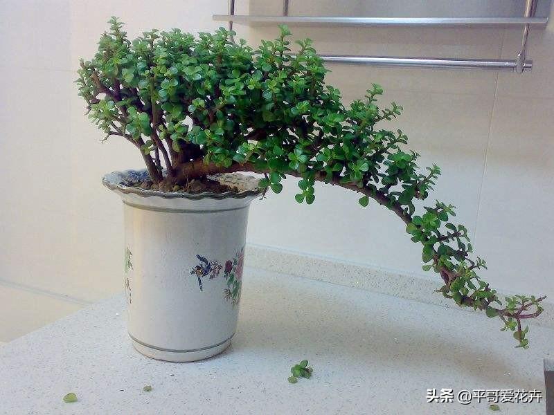 金枝玉叶花可以水培吗_水培金枝玉叶花怎么养才能养好_金枝玉叶水培好还是土培好