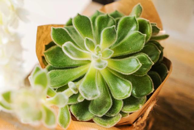 多肉的种植方法（新手入门篇）