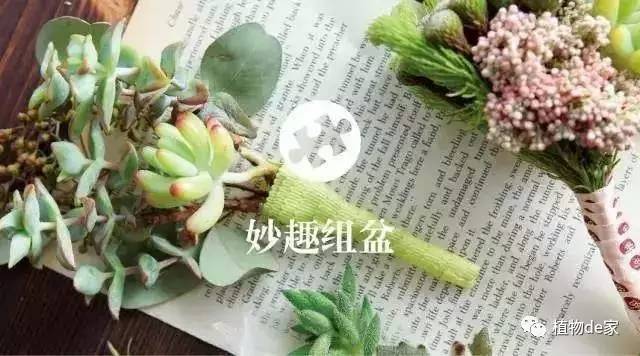 一种植物多肉_种植物多肉的花盆和那些大彩钢_种植物多肉的观察日记