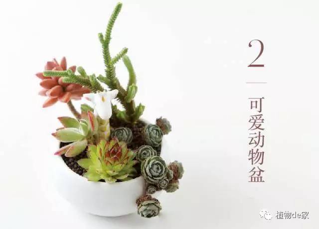 一种植物多肉_种植物多肉的花盆和那些大彩钢_种植物多肉的观察日记