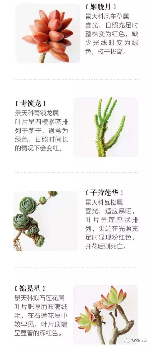 一种植物多肉_种植物多肉的观察日记_种植物多肉的花盆和那些大彩钢