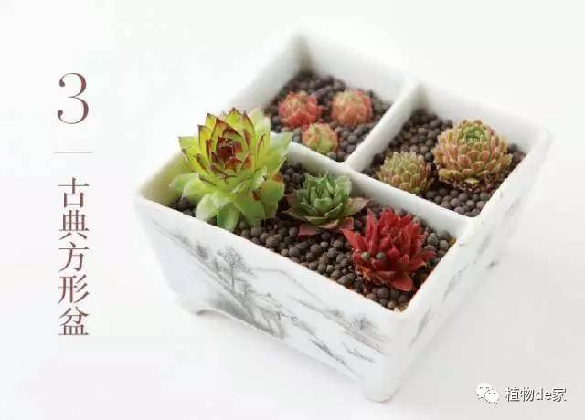 一种植物多肉_种植物多肉的观察日记_种植物多肉的花盆和那些大彩钢