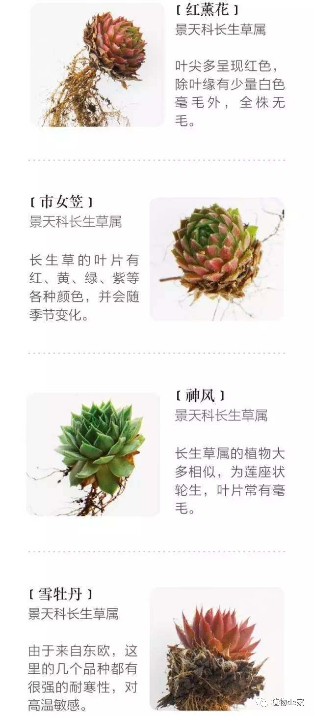 种植物多肉的花盆和那些大彩钢_种植物多肉的观察日记_一种植物多肉