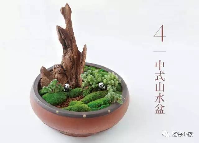 种植物多肉的观察日记_种植物多肉的花盆和那些大彩钢_一种植物多肉