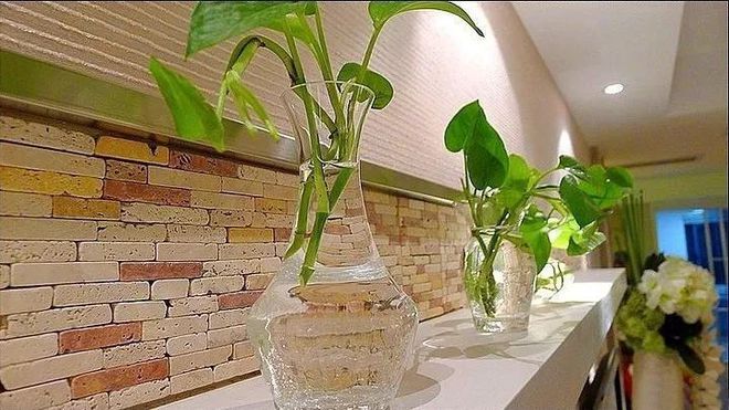 床头柜放什么绿植好_床头柜适合摆植物吗_床头柜适合放绿萝吗