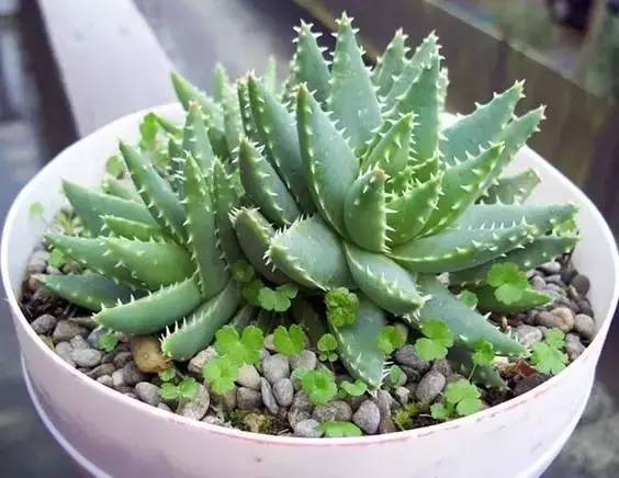 床头柜适合摆植物吗_床头柜放什么绿植好_床头柜适合放绿萝吗