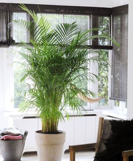 大型绿植好养活_好养的大型绿植_养大型绿植好还是小型
