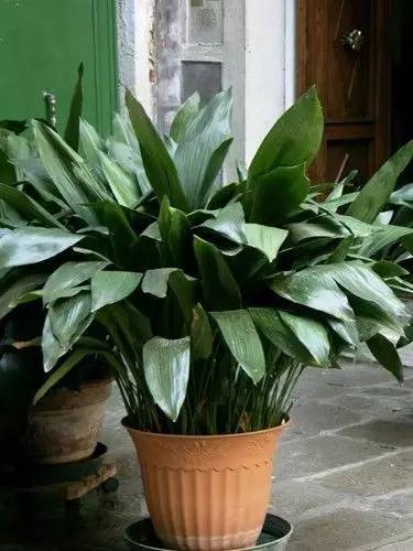 养大型绿植好还是小型_大型绿植好养活_好养的大型绿植