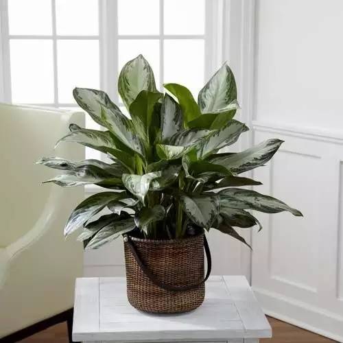 大型绿植好养活_养大型绿植好还是小型_好养的大型绿植