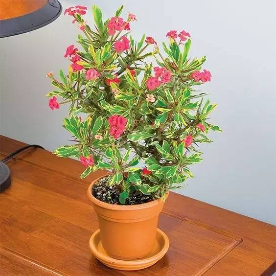 大型绿植好养活_好养的大型绿植_养大型绿植好还是小型