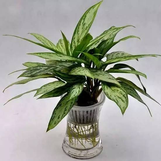 大型绿植好养活_养大型绿植好还是小型_好养的大型绿植