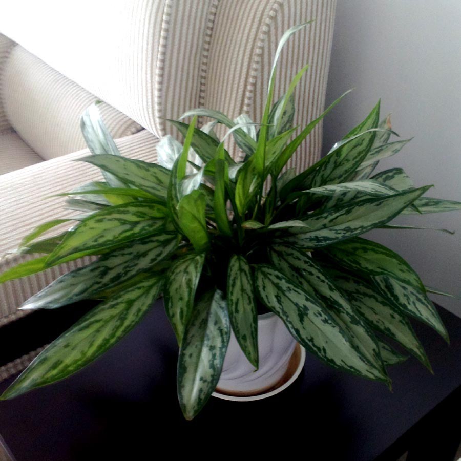 好养的大型绿植_养大型绿植好还是小型_大型绿植好养活