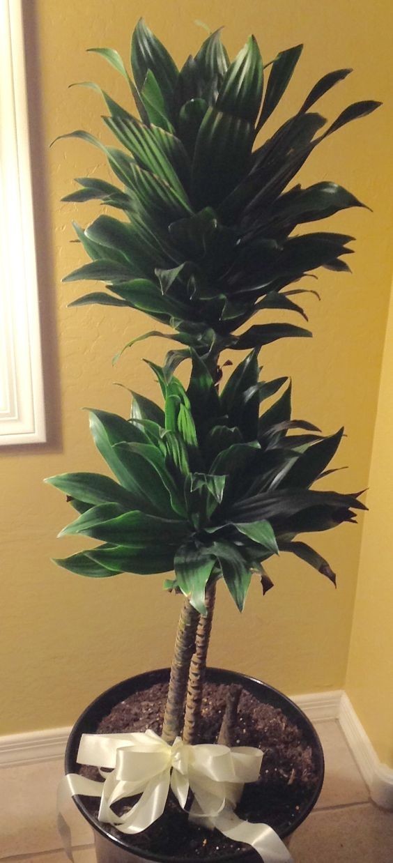 大型绿植好养活_养大型绿植好还是小型_好养的大型绿植