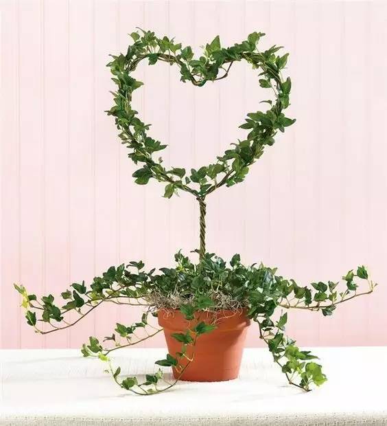 好养的大型绿植_养大型绿植好还是小型_大型绿植好养活