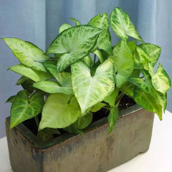 养大型绿植好还是小型_大型绿植好养活_好养的大型绿植