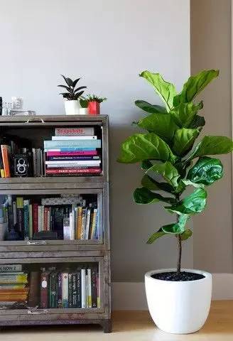 养大型绿植好还是小型_大型绿植好养活_好养的大型绿植