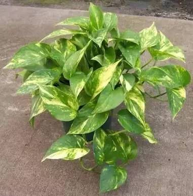 好养的大型绿植_养大型绿植好还是小型_大型绿植好养活