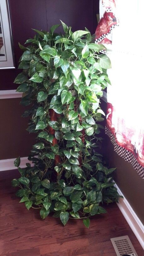 养大型绿植好还是小型_大型绿植好养活_好养的大型绿植