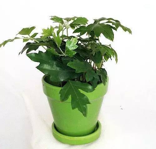 好养的大型绿植_养大型绿植好还是小型_大型绿植好养活
