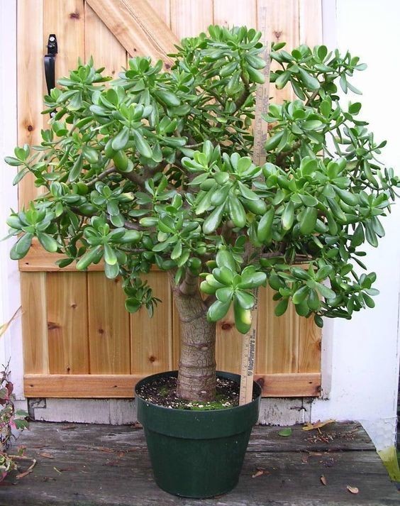 大型绿植好养活_养大型绿植好还是小型_好养的大型绿植