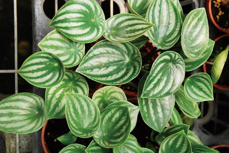 大型绿植好养活_好养的大型绿植_养大型绿植好还是小型
