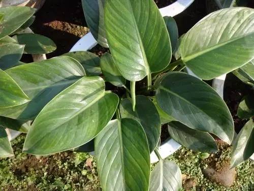 大型绿植好养活_好养的大型绿植_养大型绿植好还是小型