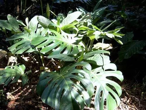 好养的大型绿植_养大型绿植好还是小型_大型绿植好养活