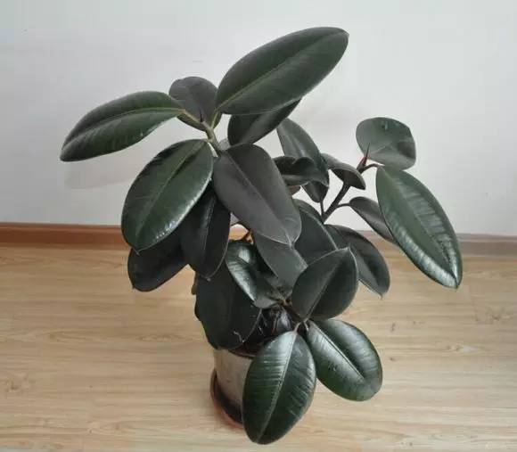养大型绿植好还是小型_大型绿植好养活_好养的大型绿植